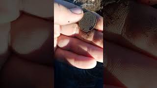 Поздний советик.... #koins #коп #coin #metaldetector #монеты #история