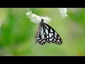 Butterflies Flying in Slow Motion Ultra  HD || Houston Butterfly Museum 4K Videos #butterfly #4k