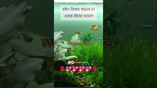 বিপদ কিংবা মুসিবত থেকে বাঁচার আমল #2023 #viral #video #islamic #Muhammad #Sheikh Ahmed Ullah #short