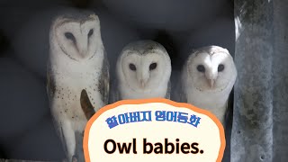 할아버지가 읽어주는 영어 동화 / Owl babies, 유창옥 희망디자이너