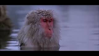 AphexTwin - Stone in focus -  Philosophical Ape 2 hours