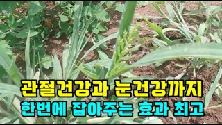 흔한 잡초지만~관절건강과 눈건강까지 한번에 잡아주는 효과 최고~눈 황달에 좋아요~