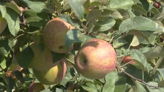 Northern Michigan orchard uses innovative technique to help ripen apples