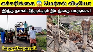 😭நொடி பொழுதில் நல்ல பாம்பு கடியில் இருந்து தப்பிய இளைஞர் | ஆக்ரோஷமாக சீரும் நாகம் | happy Deepavali🪔