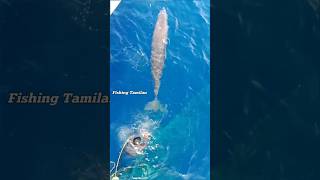 😱 Dolphin 🐬 rescue fisherman||#fishing tamilan||#fishin||#trending videos