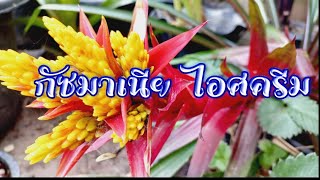 Guzmania Ice cream กัซมาเนีย ไอศครีม #สับปะรดสี #bromeliad