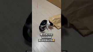 猫アレルギー猫飼育🔰がこねこを預かっています🐱はじめて見ましたぐるぐる回る猫笑#保護猫#猫アレルギー#ペット#ねこ#ネコ#子猫#