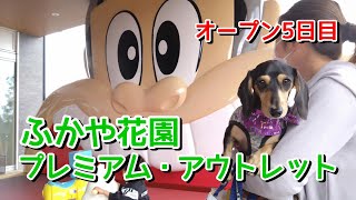 ふかや花園プレミアム・アウトレットへオープン5日目に愛犬と行ってみた【ミニチュアダックスフンド】平日なのに大渋滞