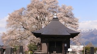 JG 4K 山形 置賜桜回廊 Okitama cherry blossoms,Yamagata