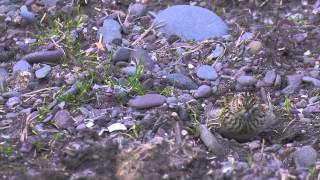 Skylarks  -  Alauda arvensis