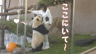 【ここにいて～💖】飼育員さんをひきとめたい彩浜🌈✨【子パンダ】Giant Panda -Saihin-☆Stay with me ~💕