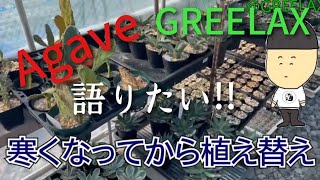 【Agave】アガベ！寒い季節の植え替えについて【GREELAX】