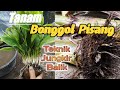 Tanam Bonggol Pisang Teknik JUNGKIR BALIK