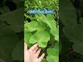 the tropical taro plant leaves which are hydrophobic and self cleaning plants water waterproof