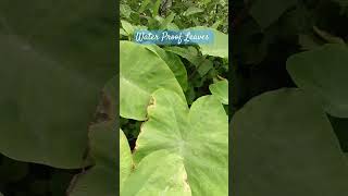 The Tropical Taro Plant leaves, which are hydrophobic and self-cleaning #plants #water #waterproof