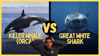 Great White Shark VS Killer Whale (Orca): Who Would Win?