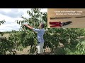 pruning cherry trees correctly cherry tree pruning explained easily