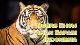 Tigers Show Taman Safari Indonesia 2024