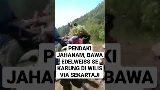 kelakuan pendaki jahanam perusak alam, metik edelweiss #edelweis #pendaki #pendakigunung