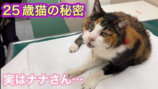 ナナさん家はリアル「犬と猫どっちも飼ってると毎日たのしい」でした。