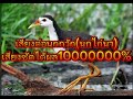 เสียงต่อนกกวัก นกไก่นา เสียงชัดได้ผล1000000% นกกวัก @mukdarin4363