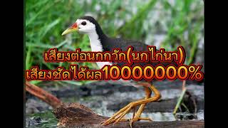 เสียงต่อนกกวัก(นกไก่นา)เสียงชัดได้ผล1000000%#นกกวัก  @Mukdarin4363