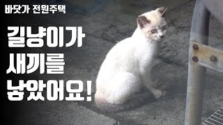 우리집 길냥이가 새끼를 낳았어요. 장마를 어떻게 버텼니?