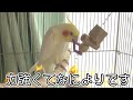 多分…力持ちだと思います【オカメインコ】