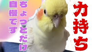 多分…力持ちだと思います【オカメインコ】