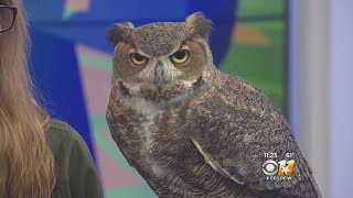 Wild Wednesday: Great Horned Owl