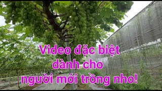 Kỹ thuật tạo cành cho nho: