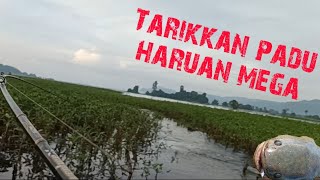 Gasak haruan mega2 bertubi tubi