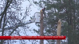 Tree knocks out power lines, closes Ygnacio Valley Road