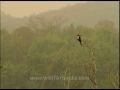 white throated kingfisher on a tree