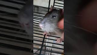 Вот эта крыса тоже умеет кайфовать. Крысы бывают милые. #nature #shortvideo #крыса