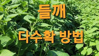 품질좋은 들깨 다수확 하려면 엄청 중요한 모종시기와 이맘때  꼭 해 주어야 할일