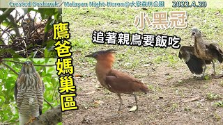 20220429 鷹爸媽巢區，小黑冠追著親鳥要飯吃~【大安森林公園鳳頭蒼鷹Crested Goshawk／黑冠麻鷺Malayan Night-Heron】