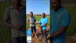 OZO SHINE || PADDY CROP || STEM BORER || MOGIPURUGU ||