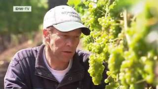 Taking on the French: the case of Dutch wine | Video of the day