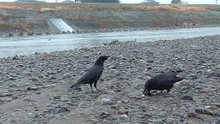 S0172　Oita River　Rain　Fish Sausage MON and AOI (Wild Carrion Crow)