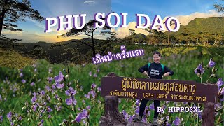 ภูสอยดาว ครั้งแรกในการเดินป่าของฉัน