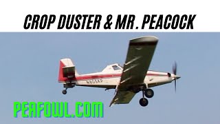 Crop Duster and Mr. Peacock, Peacock Minute, peafowl.com