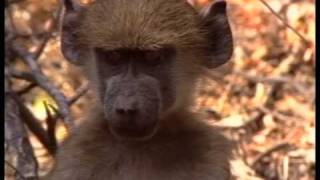 WHAT DO ANIMALS THINK? (Part 3 of 3)