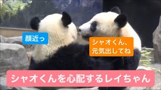 いつもの調子が出ないシャオくんを心配するレイちゃん　2023.04.11 Cute panda twins