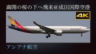 4K 成田市さくらの山より、満開の桜の下へ飛来する  Airbus A330-323X  アシアナ航空(Asiana Airlines)  HL7794  2024年04月11日(木)  成田国際空港