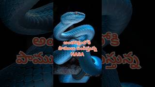 అంతరిక్షంలోకి పాములు పంపిస్తున్న NASA #shortvideo #telugu #nasa #ytshorts #sammingamahesh