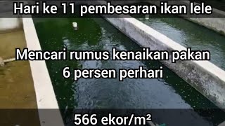 hari ke 11 pembesaran ikan lele - mencari rumus kenaikan pakan 6 persen perhari