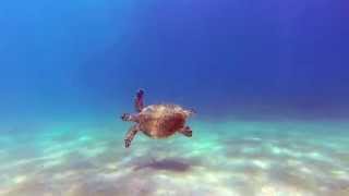 Snorkelling at Great Keppel Island