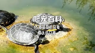 15种常见的乌龟你认识几种