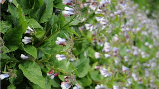 How to Use Comfrey as a Fertilizer